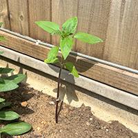Small Sunflower Pic in garden 